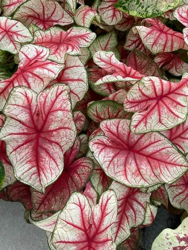 Caladium, Araceae, plante bulbeuse d'intérieur, Floriade, Almere (Pays-Bas)