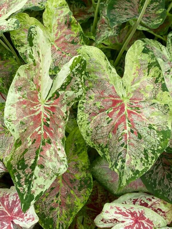 Caladium, Araceae, plante bulbeuse d'intérieur, Floriade, Almere (Pays-Bas)