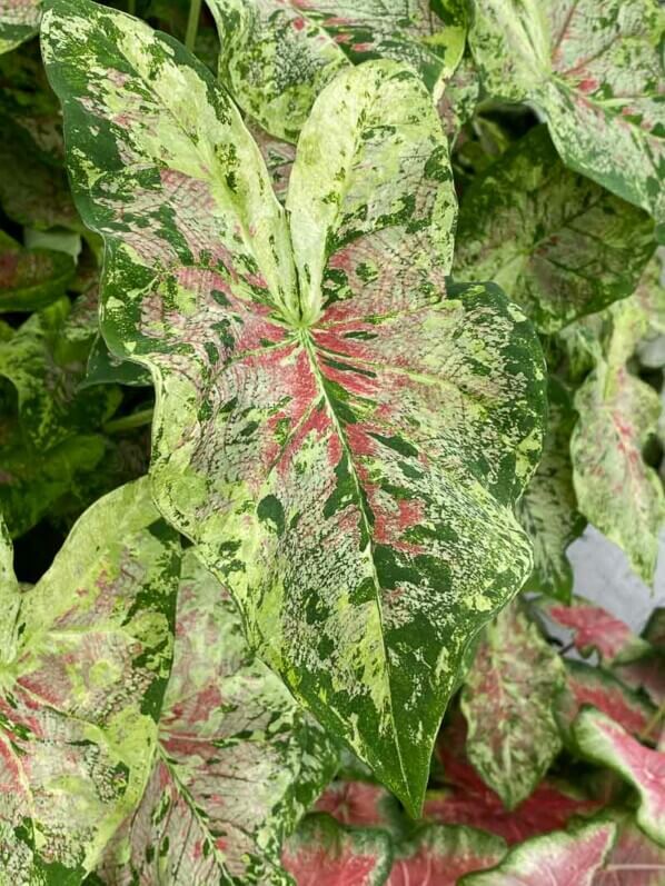 Caladium, Araceae, plante bulbeuse d'intérieur, Floriade, Almere (Pays-Bas)