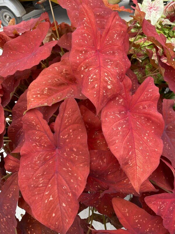 Lire la suite à propos de l’article Le festival de couleurs des caladiums