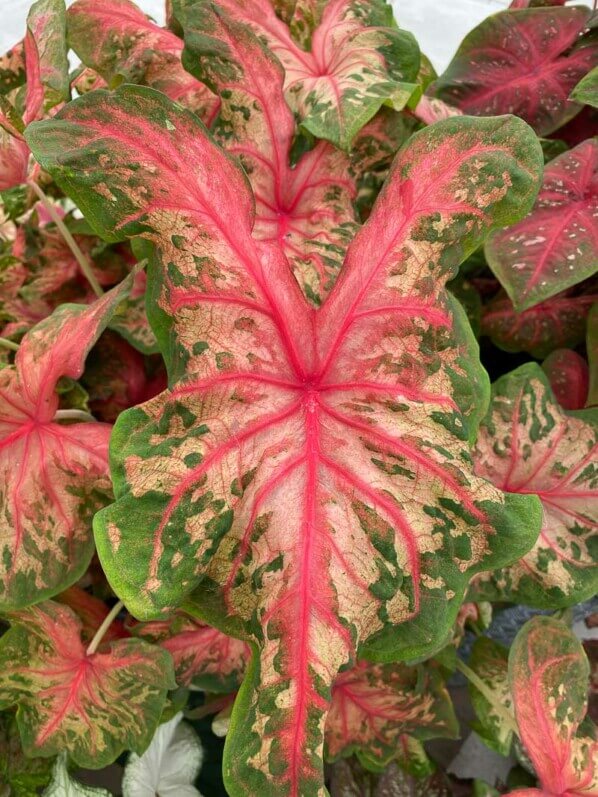 Caladium, Araceae, plante bulbeuse d'intérieur, Floriade, Almere (Pays-Bas)