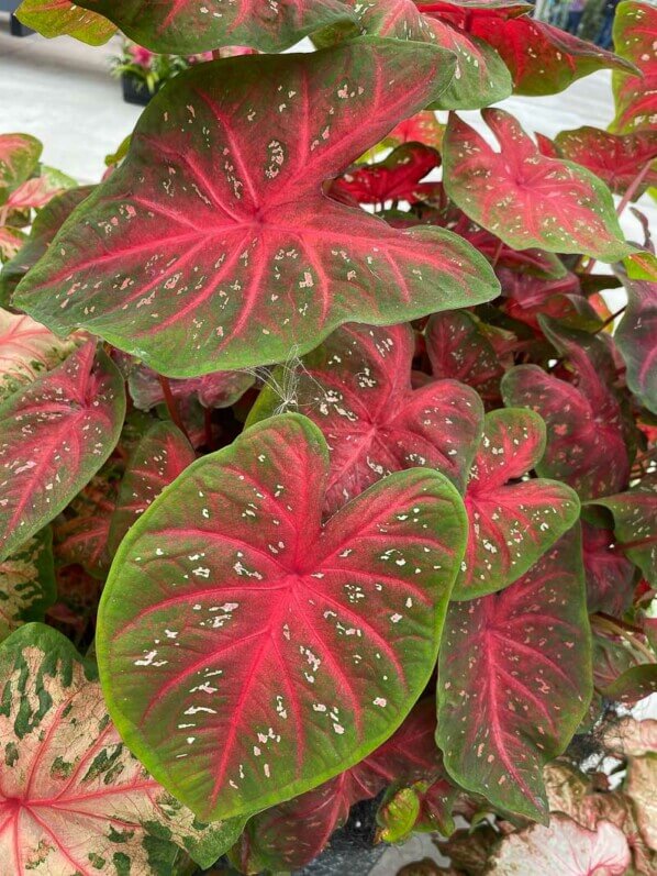 Caladium, Araceae, plante bulbeuse d'intérieur, Floriade, Almere (Pays-Bas)