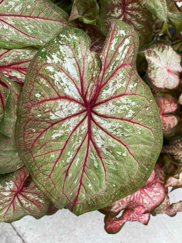 Caladium, Araceae, plante bulbeuse d'intérieur, Floriade, Almere (Pays-Bas)