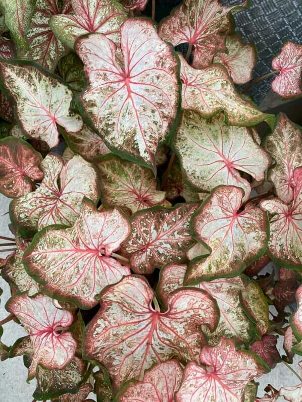 Caladium, Araceae, plante bulbeuse d'intérieur, Floriade, Almere (Pays-Bas)