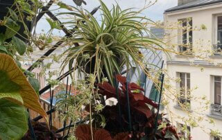 Chlorophytum comosum 'Vittatum' en été sur mon balcon parisien, Paris 19e (75)