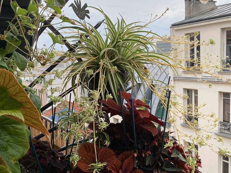 Chlorophytum comosum 'Vittatum' en été sur mon balcon parisien, Paris 19e (75)
