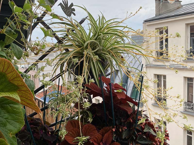 Lire la suite à propos de l’article Chlorophytum en folie sur mon balcon parisien