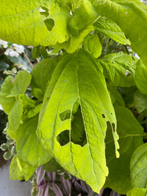 Feuille trouée sur coléus King Lime F1 en été sur mon balcon parisien, Paris 19e (75)