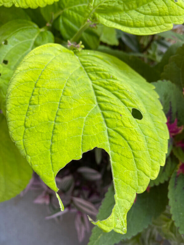 Feuille trouée sur coléus King Lime F1 en été sur mon balcon parisien, Paris 19e (75)