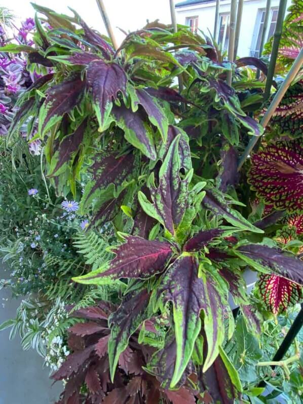 Coléus (Solenostemon) en été sur mon balcon parisien, Paris 19e (75)