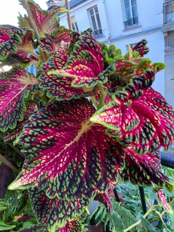 Coléus (Solenostemon) en été sur mon balcon parisien, Paris 19e (75)