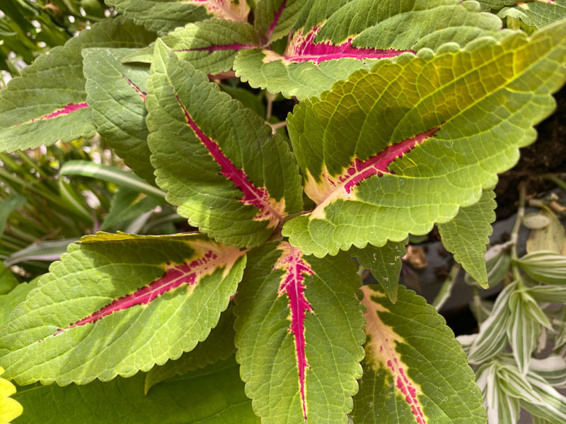 Coleus (Solenostemon) en été sur mon balcon parisien, Paris 19ème (75)