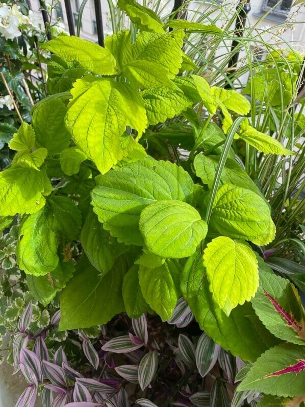 Coleus Big (Solenostemon) en été sur mon balcon parisien, Paris 19ème (75)