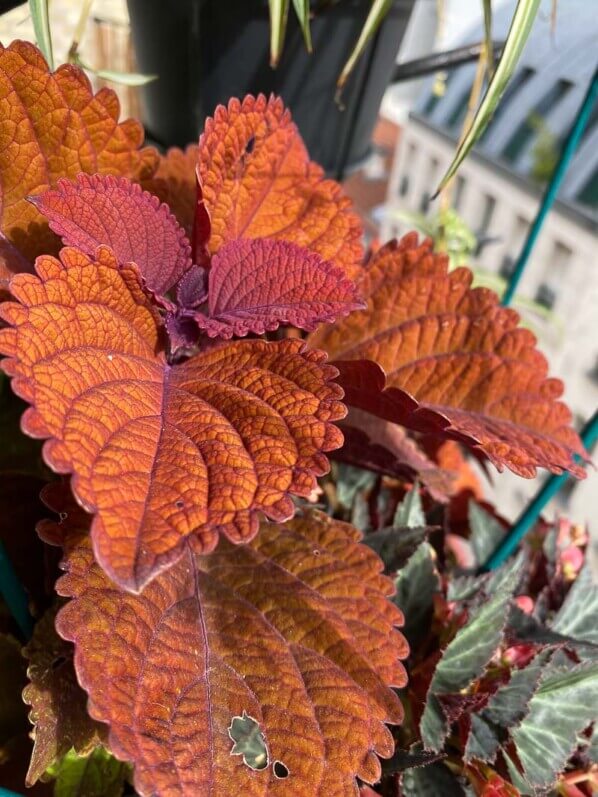 Coleus (Solenostemon) en été sur mon balcon parisien, Paris 19ème (75)