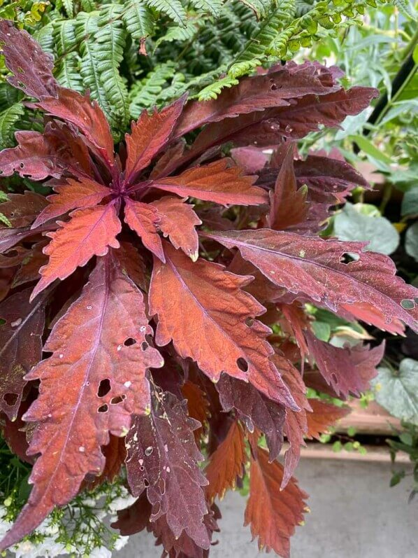 Coleus (Solenostemon) en été sur mon balcon parisien, Paris 19ème (75)