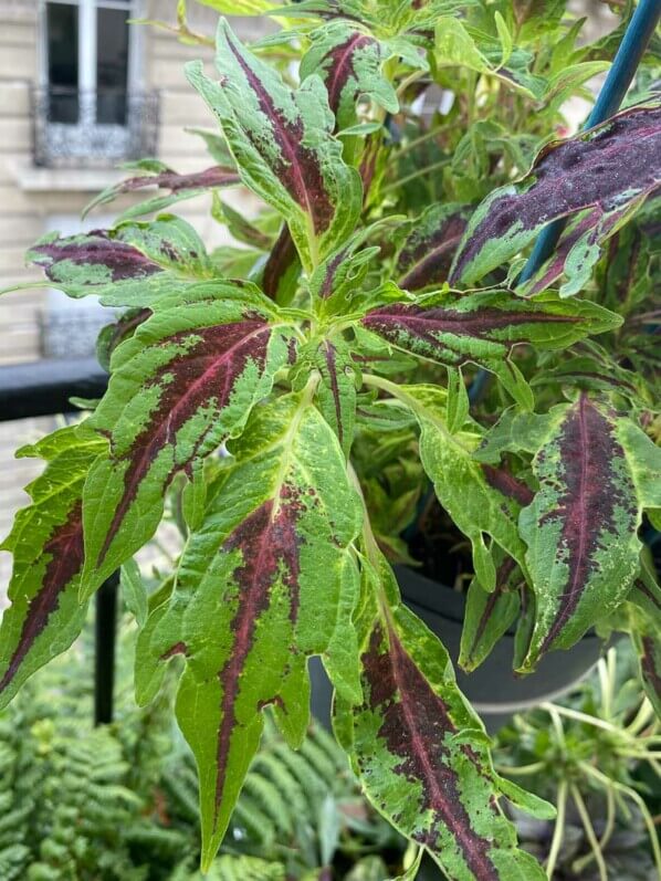 Coleus (Solenostemon) en été sur mon balcon parisien, Paris 19ème (75)