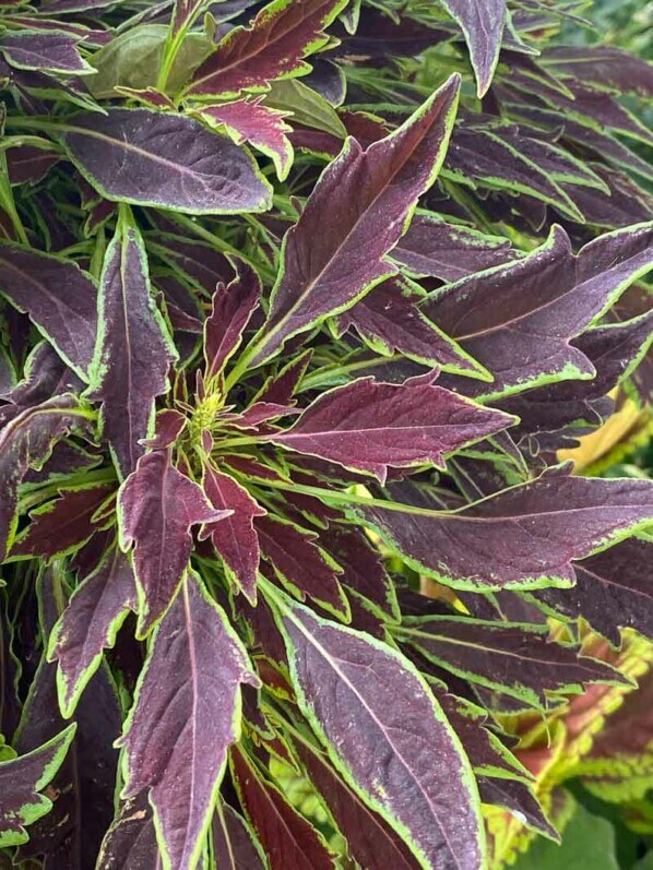 Coleus (Solenostemon) en été sur mon balcon parisien, Paris 19ème (75)