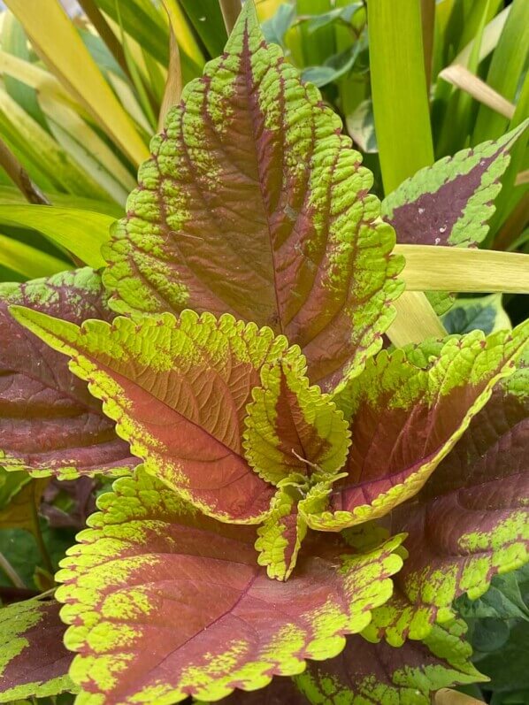 Coleus (Solenostemon) en été sur mon balcon parisien, Paris 19ème (75)