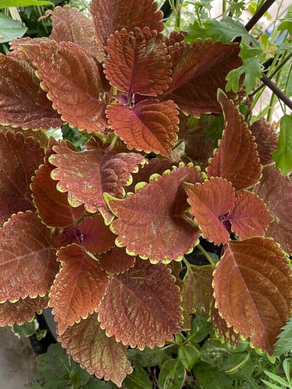 Coleus (Solenostemon) en été sur mon balcon parisien, Paris 19ème (75)