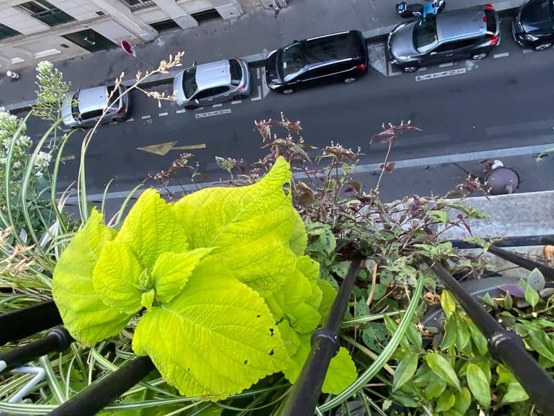 En été sur mon balcon parisien, Paris 19e (75)