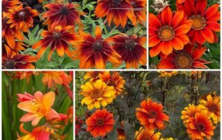 Rudbeckia, Gazania, Crocosmia, Heliopsis, fleurs d'été, collage MOLDIV, Floriade, Almere (Pays-Bas)