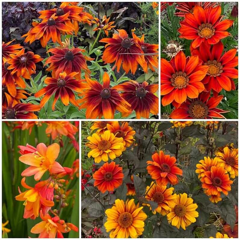 Rudbeckia, Gazania, Crocosmia, Heliopsis, fleurs d'été, collage MOLDIV, Floriade, Almere (Pays-Bas)