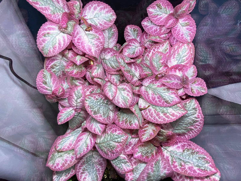Episcia 'Pink Brocade', plante d'intérieur, terrarium, Paris 19e (75)