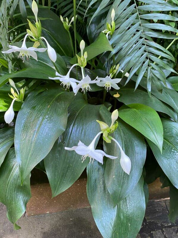 Eucharis grandiflora en été dans le jardin botanique, Meise, Belgique