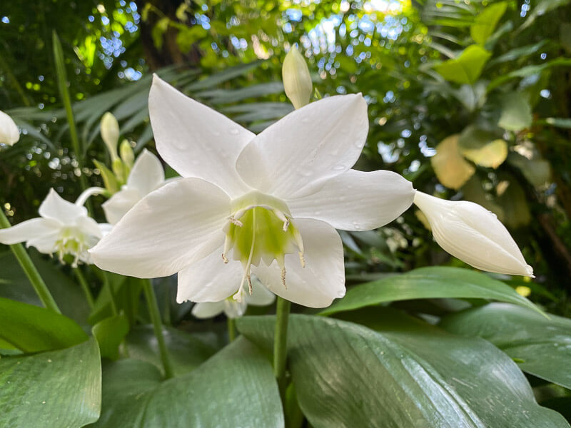 Eucharis grandiflora en été dans le jardin botanique, Meise, Belgique