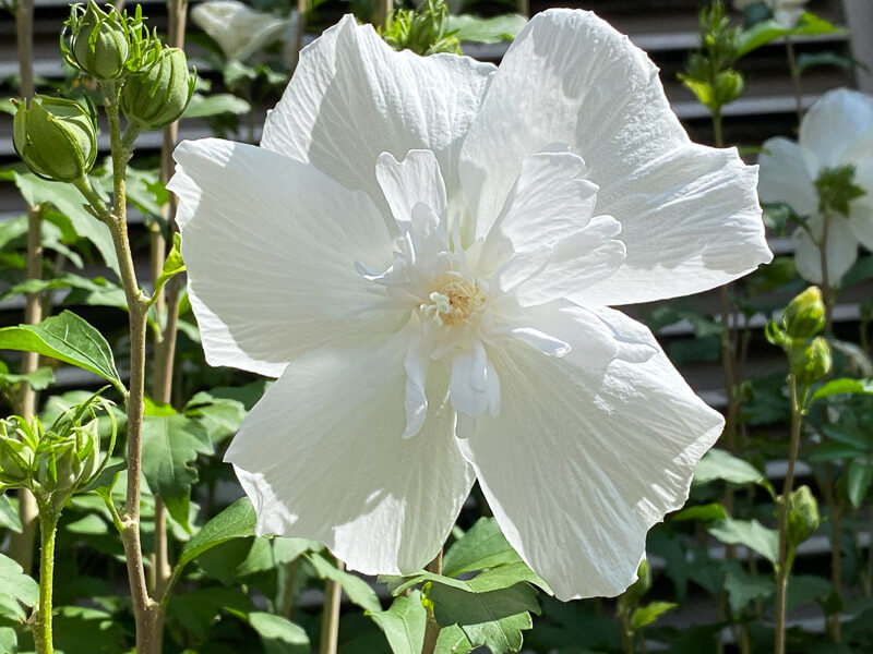Lire la suite à propos de l’article Fleur d’althéa immaculée