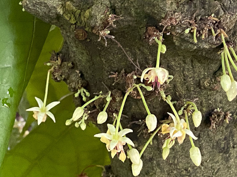 Theobroma cacao en été dans le jardin botanique, Meise, Belgique