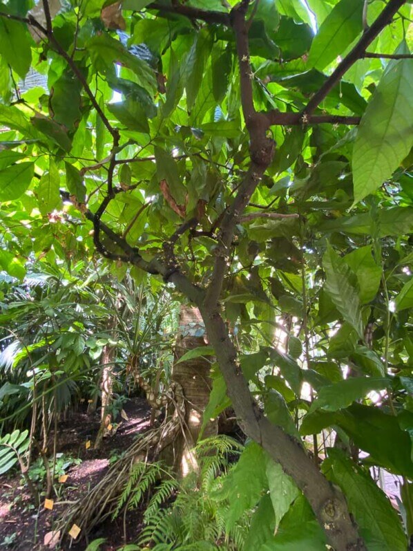 Theobroma cacao en été dans le jardin botanique, Meise, Belgique