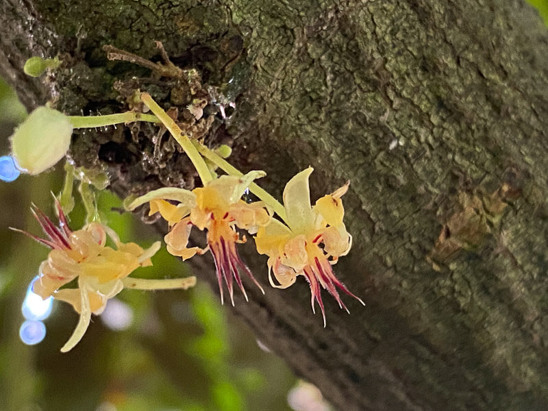 Theobroma cacao en été dans le jardin botanique, Meise, Belgique