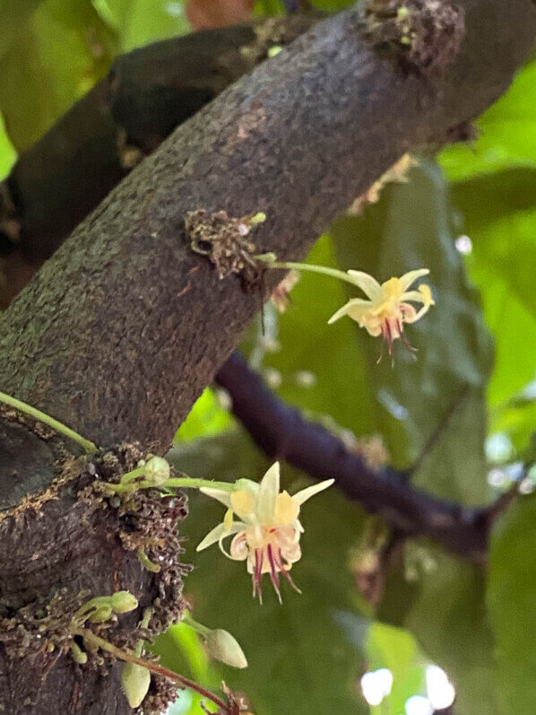 Theobroma cacao en été dans le jardin botanique, Meise, Belgique