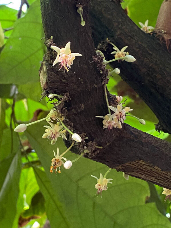 Theobroma cacao en été dans le jardin botanique, Meise, Belgique