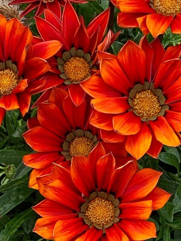 Gazania rigens New day 'Red shades', Floriade, Almere, Pays-Bas