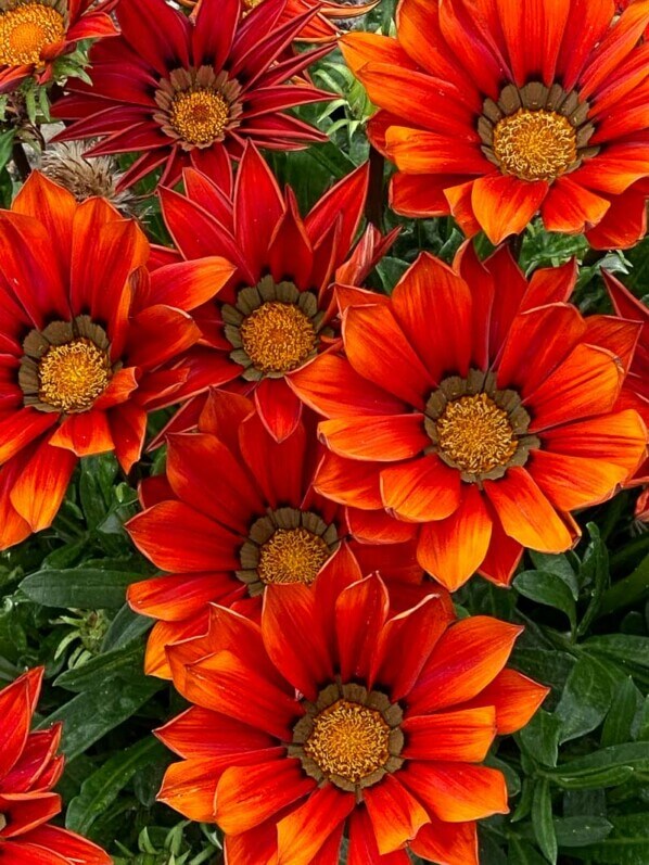 Gazania rigens New day 'Red shades', Floriade, Almere, Pays-Bas