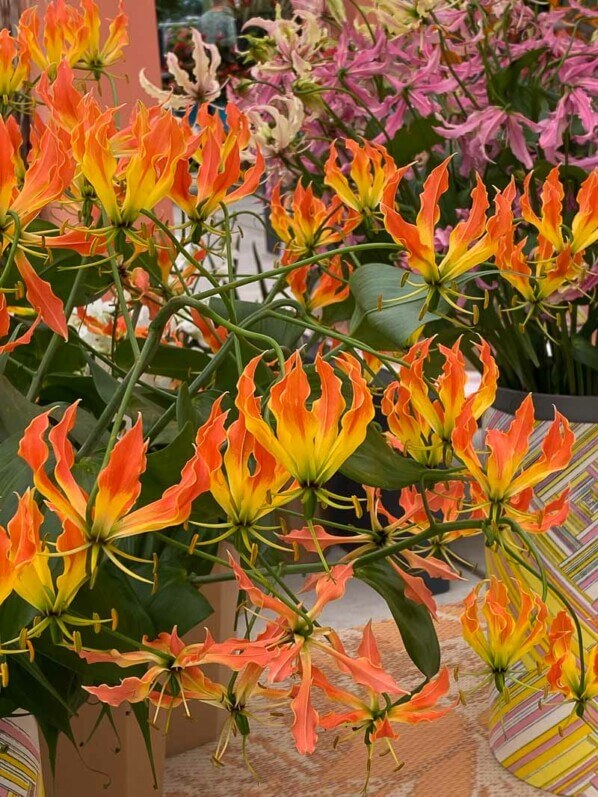 Gloriosa superba 'Zen', lis de Malabar, lis grimpant, Floriade, Almere, Pays-Bas