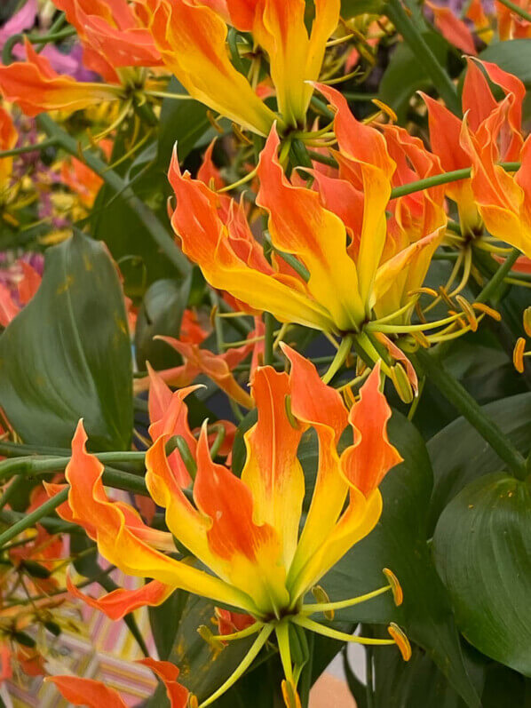 Gloriosa superba 'Zen', lis de Malabar, lis grimpant, Floriade, Almere, Pays-Bas
