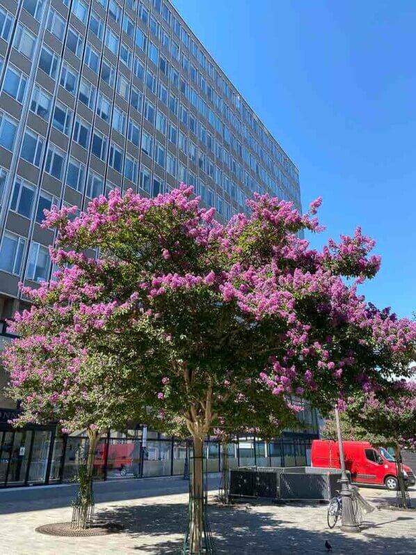 Lagerstroemia indica, lilas des Indes, Paris 19e (75)