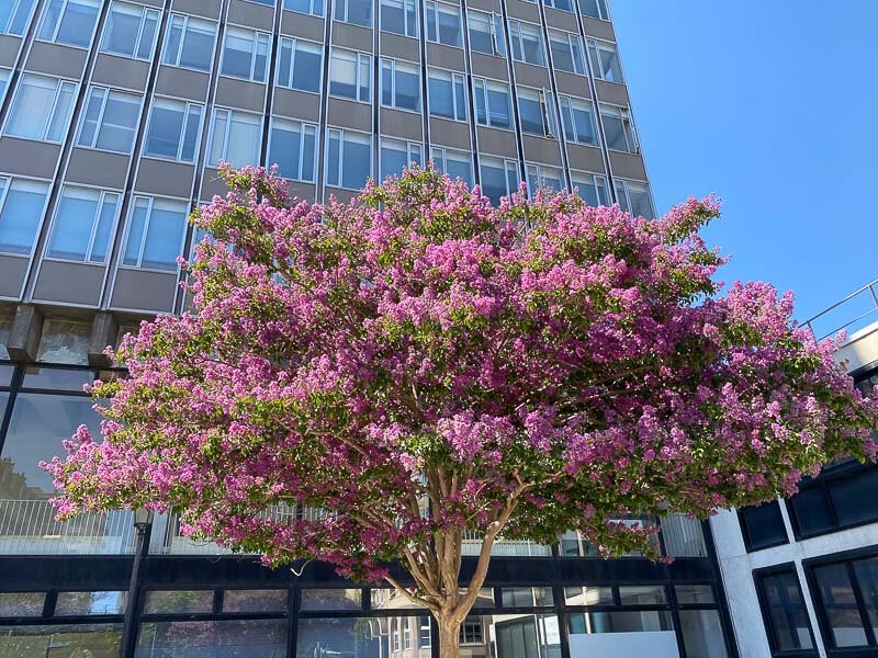 Lagerstroemia indica, lilas des Indes, Paris 19e (75)