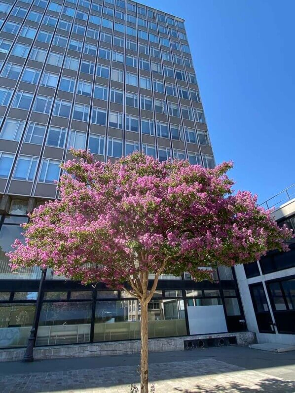 Lagerstroemia indica, lilas des Indes, Paris 19e (75)