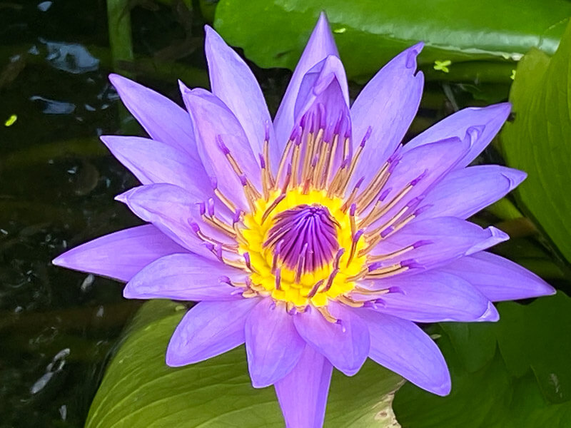 Nymphea 'Director G. T. Moore', nénuphar en été dans le jardin botanique, Meise, Belgique