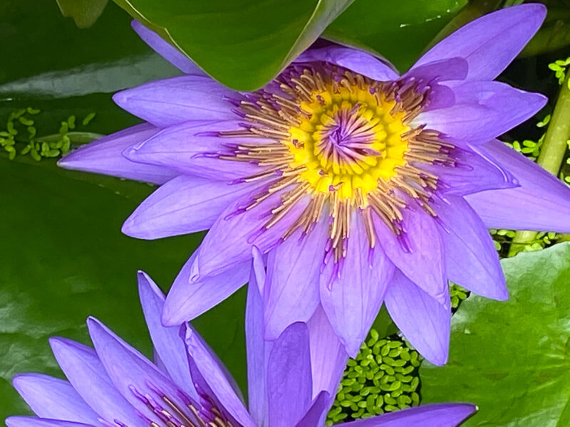 Nymphea 'Director G. T. Moore', nénuphar en été dans le jardin botanique, Meise, Belgique