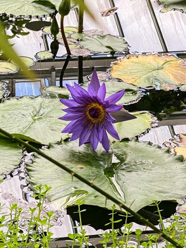 Nymphea 'Director G. T. Moore', nénuphar en été dans le jardin botanique, Meise, Belgique