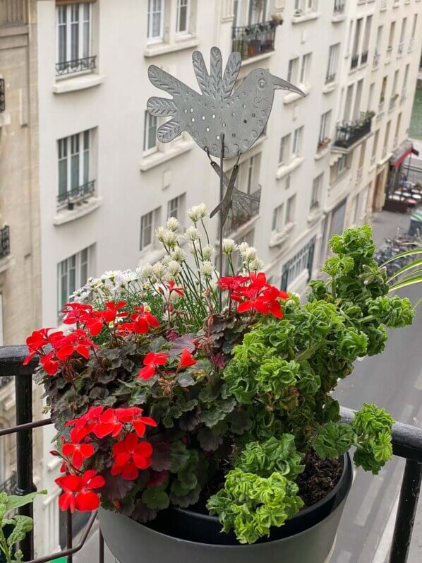 Pélargonium Bontrozaï au printemps sur mon balcon parisien, Paris 19e (75)