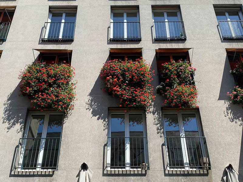 Cascades de géraniums lierres (Pelargonium hederaceum) en été dans Montmartre, Paris 18e (75)