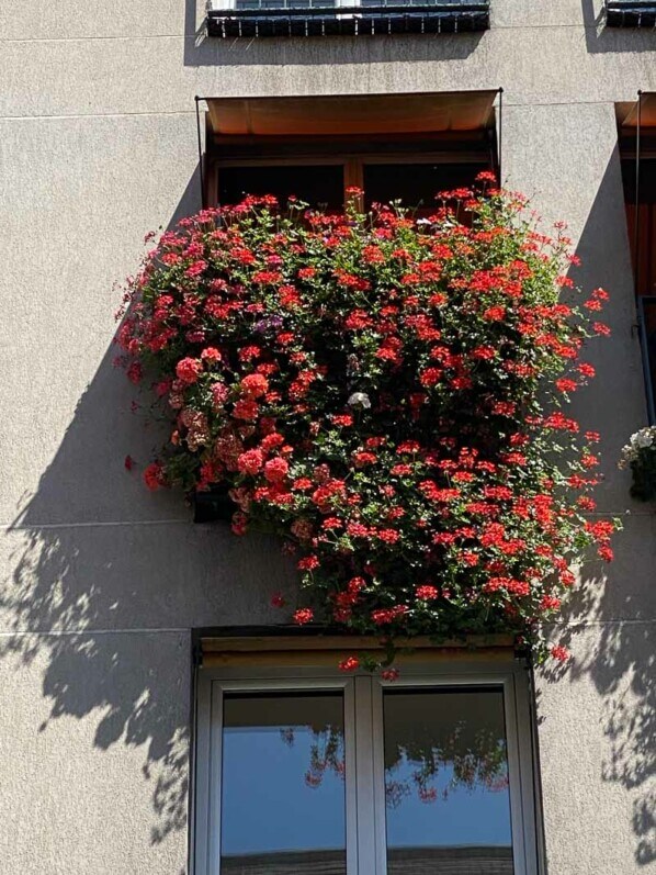 Cascades de géraniums lierres (Pelargonium hederaceum) en été dans Montmartre, Paris 18e (75)