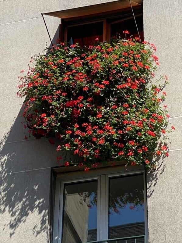 Cascades de géraniums lierres (Pelargonium hederaceum) en été dans Montmartre, Paris 18e (75)