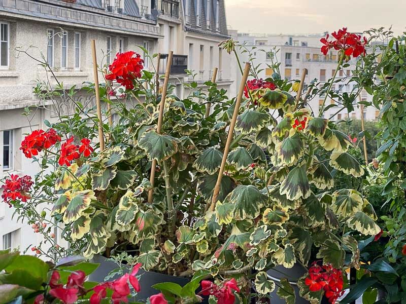 Pelargonium zonale à feuillage multicolore en été sur mon balcon parisien, Paris 19e (75)